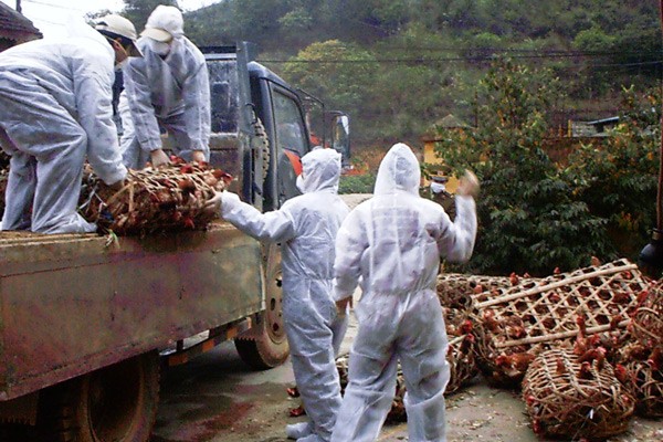 Outbreaks of bird flu are reported in some localities in the Mekong Delta region Outbreaks of bird flu are reported in some localities in the Mekong Delta region